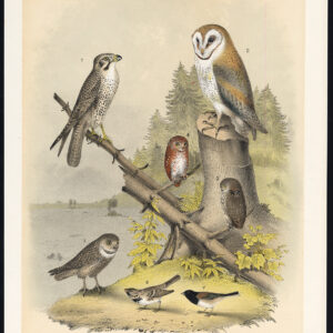 Lanier Falcon Amerikaanse Schuuruil Pygmy Burrowing Hawk Jaspis 1878