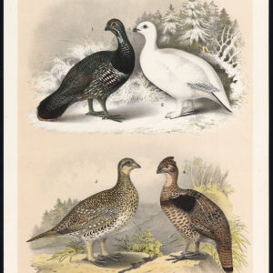 Rock Ptarmigan White Wood Grouse Western Ruffed Oregon Jaspis 1878