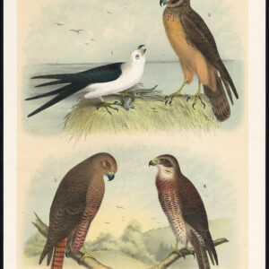 Swallow Tailed Witter Marsh Hawk Harrier Hen Swainson'S Jasper 1878