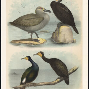 Zwarte Voet Albatross Brandt'S Aalschols Florida Jaspis 1878