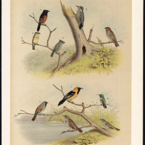 Texan Specker Huis Finch Flycatcher Hooded Oriole Jaspis 1878