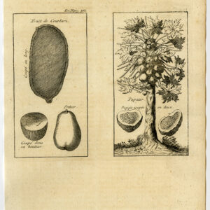Antieke prent-FRUIT-COURBARIL-PAPAYA-BOOM-Labat-1724