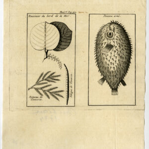 Antieke prent-SEAGRAPE-TAMARIND-STEEKLEINVIS-Labat-1724