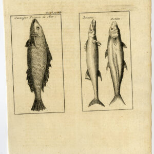Antieke prent-CARANGIDAE-BARRACUDA-MAKKEREL-FISH-Labat-1724
