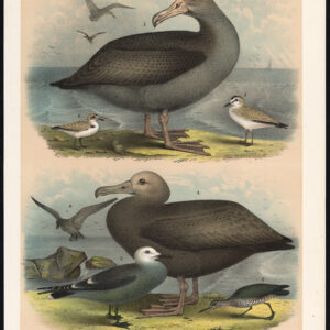 Korte Tailed Albatross Plover Sooty White Headed Meugel Jaspis 1878