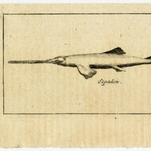 Antieke prent-ZWAARDVIS-BROADBILL-Labat-1724