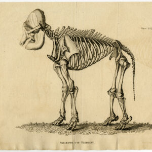 Antieke prent-OLIFANT-SKELET-Warner-1800
