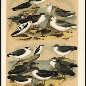 Pacific Fulmar Petrel Little Auk Sooty Shearwater Jaspis 1878