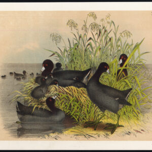 Amerikaanse Coot Cinereous Jasper 1878