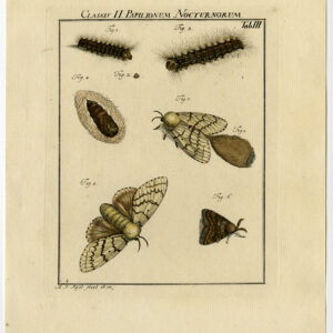 Antieke prent-MOTH-VLINDER-CATERPILLAR-PLAAT III-Roesel von Rosenhof-1740