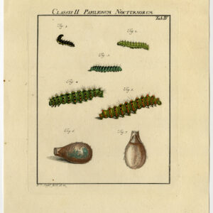 Antieke prent-MOTH-VLINDER-CATERPILLAR-PLAAT IV-Roesel von Rosenhof-1740