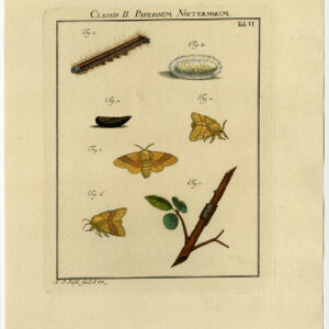 Antieke prent-MOT-VLINDER-CATERPILLAR-PLAAT VI-6-Roesel von Rosenhof-1740