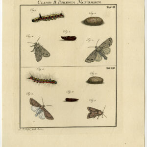 Antieke prent-MOTH-VLINDER-CATERPILLAR-PLAAT VII-Roesel von Rosenhof-1740