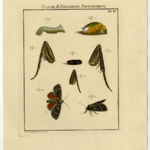 Antieke prent-MOTH-VLINDER-CATERPILLAR-PLAAT XI-Roesel von Rosenhof-1740