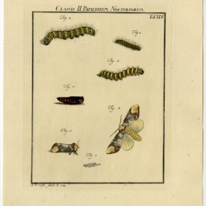 Antieke prent-MOTH-VLINDER-CATERPILLAR-PLAAT XIV-Roesel von Rosenhof-1740