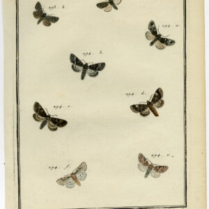 Antieke prent-VLINDER-MOT-PLAAT CCXV-Hochecker-Desfontaines-1780