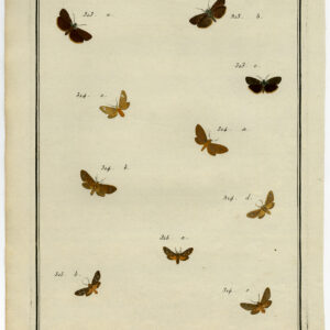 Antieke prent-VLINDER-MOT-PLAAT CCXXIII-Hochecker-Desfontaines-1780