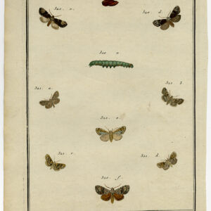 Antieke prent-VLINDER-MOT-CATERPILLAR-PLAAT CCXXV-Hochecker-Desfontaines-1780