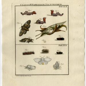 Antieke prent-VLINDER-MOT-CATERPILLAR-PUPA-PLAAT XX-Roesel von Rosenhof-1740