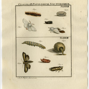 Antieke prent-VLINDER-MOT-CATERPILLAR-PUPA-PL. XXII-Roesel von Rosenhof-1740
