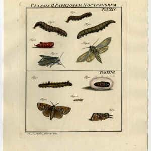 Antieke prent-VLINDER-MOT-CATERPILLAR-PUPA-PL. XXV-Roesel von Rosenhof-1740