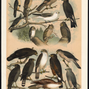 Kite Falcon Merlin Mottled Ul Buzzard Chicken Hawk Jaspis 1878
