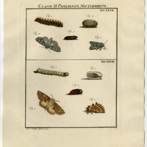 Antieke prent-VLINDER-MOT-CATERPILLAR-PUPA-PL. XXVII-Roesel von Rosenhof-1740