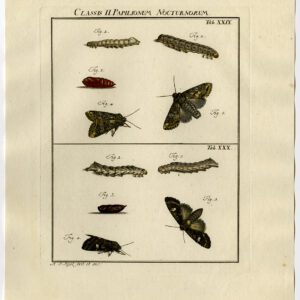 Antieke prent-VLINDER-MOT-CATERPILLAR-PUPA-PL. XXIX-Roesel von Rosenhof-1740