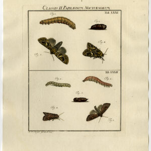 Antieke prent-VLINDER-MOT-CATERPILLAR-PUPA-PL. XXXI-Roesel von Rosenhof-1740