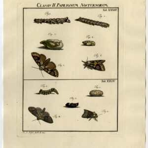Antieke prent-VLINDER-MOT-CATERPILLAR-PUPA-PL XXXIII-Roesel von Rosenhof-1740