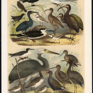 Finch Stern Rail Blauwe Reiger Plover Houthout Godwit Ibis Jaspis 1878