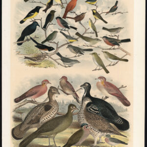 Bullfinch Tanager Mountain Partridge Grouse Chewink Jaspis 1878