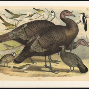 Gewone Wild Turkije Dusky Grouse Quail Cuckoo Chickadee Jaspis 1878