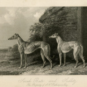 Antieke prent-GREYHOUND-SARAH BATE-SEDLITZ-DOG-Hacker-Barraud-1840