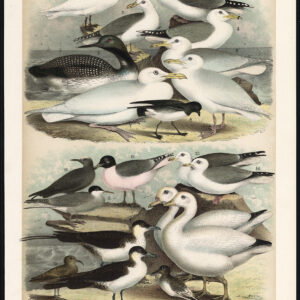 Ivoormeugel Skua Stern Petrel Goose Kittywake Sandpiper Jaspis 1878