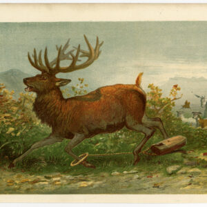 Antieke prent-JACHT-HERTEN-PAARD-HONDEN-Wolf-1866