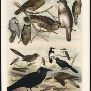 Buzzard Merlin Falcon Jay Hummingbird Kingfisher Owl Jaspis 1878