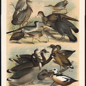 Grond Koekoede Eider Wilde Gans Eend Patridge Gadwall Jaspis 1878