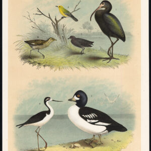 Glossy Ibis Stilt Little Black Rail Barrow'S Goldeneye Jaspis 1878