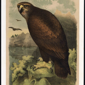 Zeeagle Grijs Roofvogel Jaspis 1878