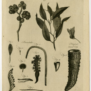 Antieke prent-BOTANY-PLANT-BLOEM-PLAAT 388-Bell-1797