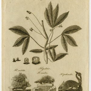 Antieke prent-JATROPHA MANIHOT-EUPHORBIAE-STEEKvarken-HYSTRIX-Bell-1797