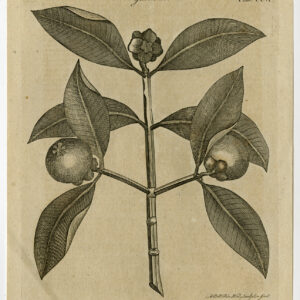 Antieke prent-GARCINIA-BOOM-FRUIT-GUTTIFERAE-Bell-1797