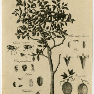 Antieke prent-CITRUS-FRUIT-VERBODEN-INSECT-TREE-Bell-1797