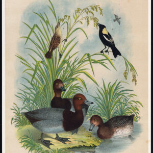 Red Haired Duck Bobolink Rice Bird Jaspis 1878