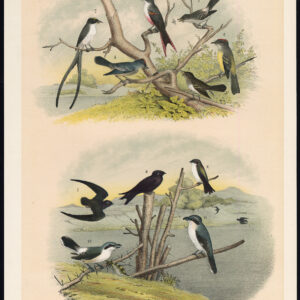 Vork Staart Vliegenvanger Schoorsteen Swift Kingbird Shrike Jaspis 1878