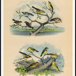 Flycatcher Pine Warbler Golden Crowned Kinglet Ruby Jaspis 1878