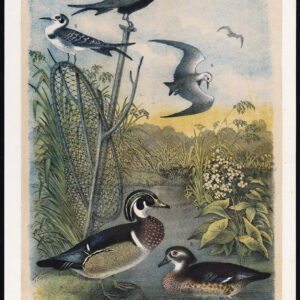 Houten Eend Zomer Korte Staart Stern Zwart Jaspis 1878