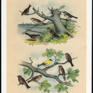 Canadese Mus Amerikaanse Goldfinch Linnet Bunting Jasper 1878