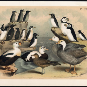 Keizer Gans Koning Eider Eend Guillemot Auk Puffin Jaspis 1878